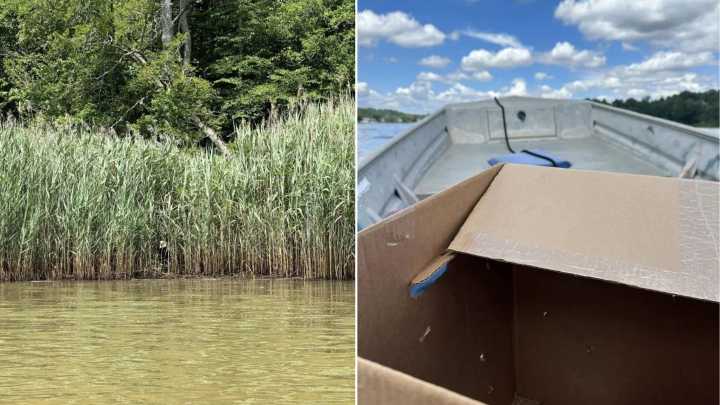 What This Maryland Kayaker Saw Peeking From the Reeds Left Him Completely Stunned