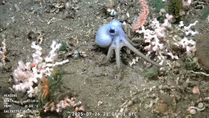 Argentinos hipnotizados con la transmisión de un robot submarino científico