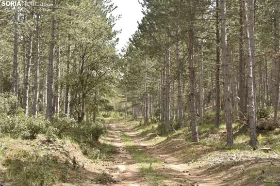 Adjudicado un contrato por casi 400.000 euros para la mejora de masas forestales en Soria