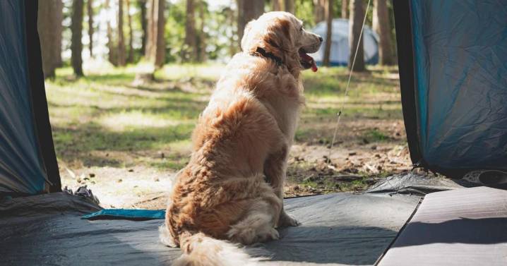 Golden Retriever Tops America’s Most-Searched Dog Breeds — Unless You’re in Utah