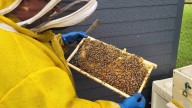 Illinois beekeepers battle losses, costs to keep hives buzzing