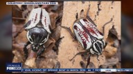 Woodland Park Zoo welcomes Goliath beetles