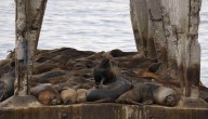 Turista sufre grave mordedura tras intentar interactuar con lobo marino en Valdivia