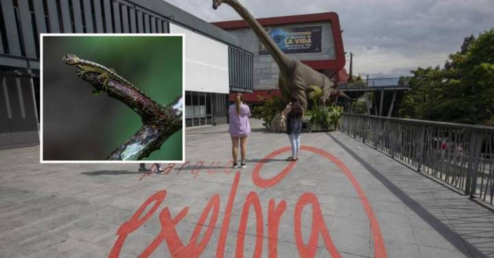 ¡Buena noticia! En una semana reabrirán el vivario del Parque Explora