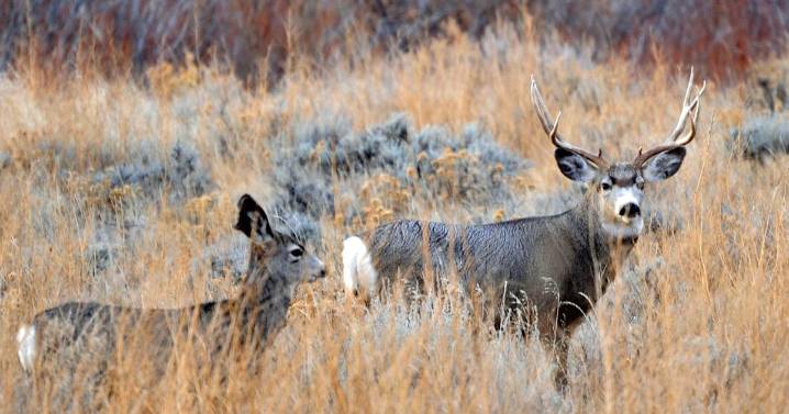 Can Montana balance conservation, hunting to save disappearing mule deer population?