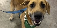 Levy County Pets: Prince, Chester, and Cane