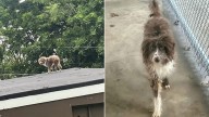 Something Furry On The Roof Caught A New Jersey Local’s Eye And It Wasn’t What They Expected