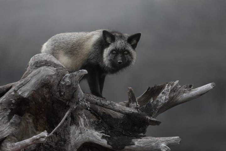 La Société royale de géographie du Canada annonce les lauréats du concours de photographie de nature 2025