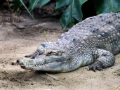 Crocodile attack reports whip up fear in Sukkur