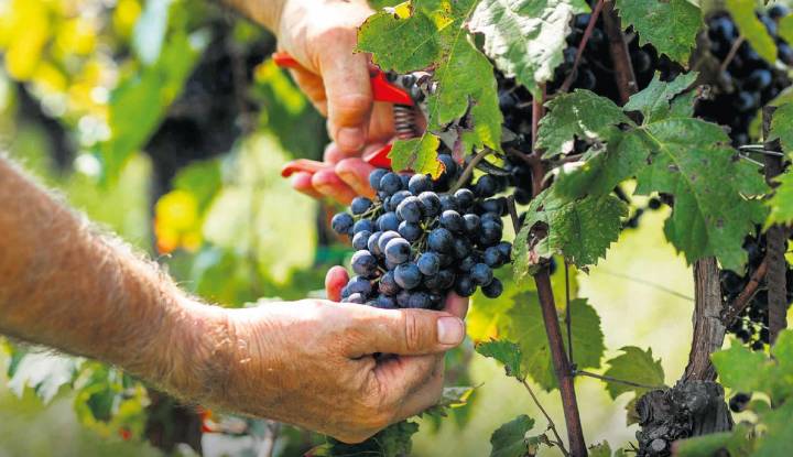 Los viticultores de Tenerife prevén una reducción de la cosecha del 35%