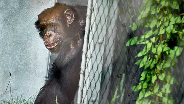 'Chimp Crazy' star sentenced to nearly 4 years for hiding primate