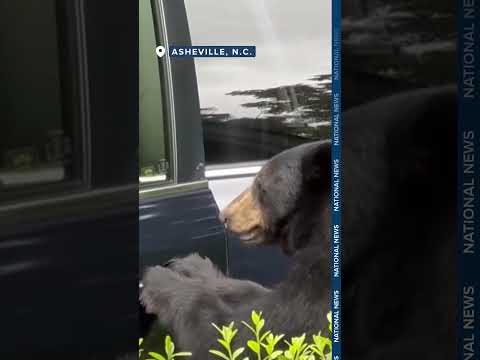 Bear breaks into car