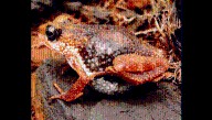 The Nimba Toad Is The Only Truly Viviparous Anuran In The World, Meaning It Gives Birth To Live Young