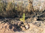 Fracasan reforestaciones en Cerro de La Bufa por mala técnica: especialista