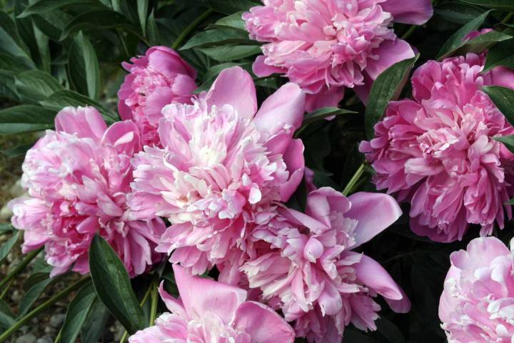 5 Hardy Perennials You Should Plant This August for Gorgeous Flowers Next Spring