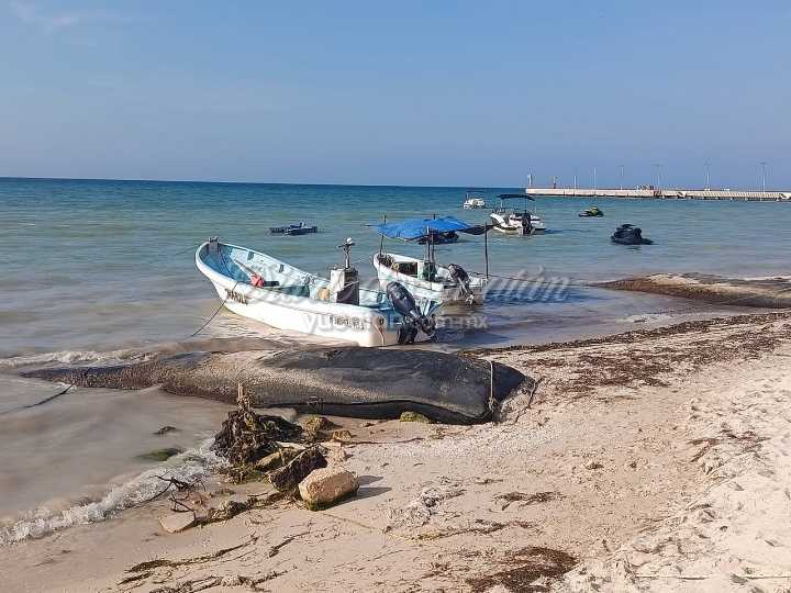 Sector pesquero en Yucatán exige levantar la veda por marea roja en Progreso