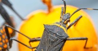 Chagas: la enfermedad silenciosa que afecta a millones