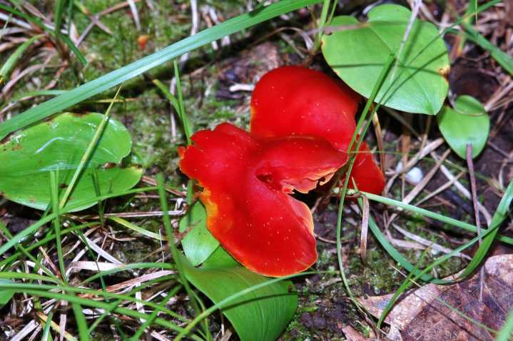 Northland Nature: Hygrocybe brighten forest floor