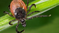 This Natural Solution Keeps Ticks At Bay While Your Yard Smells Heavenly
