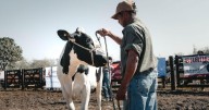 Expo Ganadera Salta 2025: tradición, música y lo mejor del campo en un solo lugar