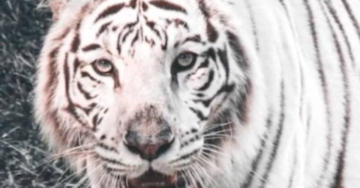 Imágenes fuertes: murió tigresa frente a los ojos de los visitantes del zoológico de Cali