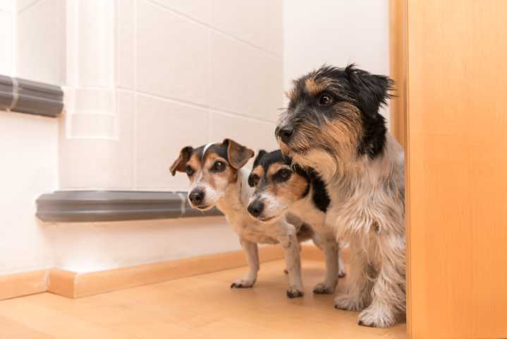 Chaos As Dogs and Cat Try To Get Through Doorway
