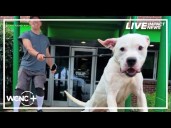 Curbing kennel stress: How a Charlotte run club is wagging tails at the animal shelter