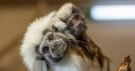 Critically endangered Cotton-top tamarin born at Blackpool Zoo