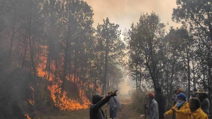 Reforestarán zonas afectadas por incendios con más de 600 mil árboles