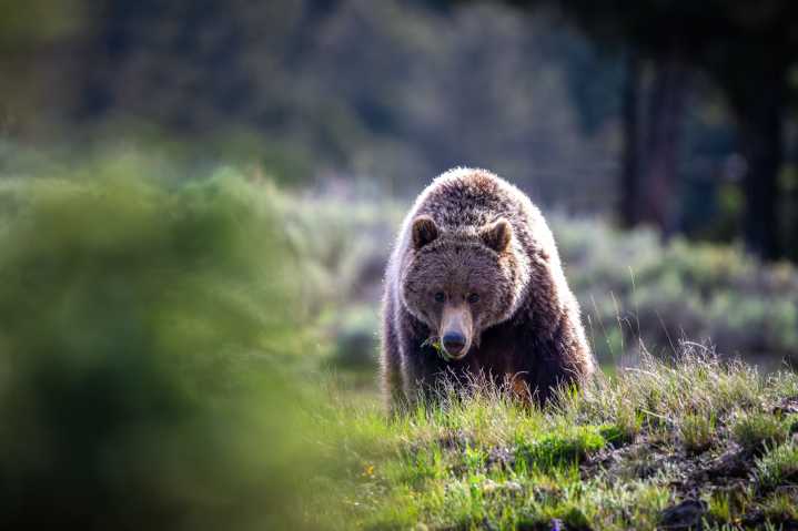Yellowstone National Park Has A Grizzly Bear Problem: Here's How They Are Quietly Handling It