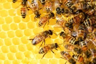 UNAM: presiones ambientales merman presencia de abejas en México