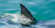 American suffers 'severe injuries' in shark attack in the Bahamas