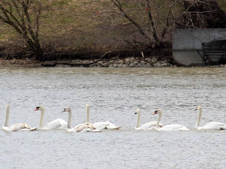 Tip leads to most of Stratford’s missing swans