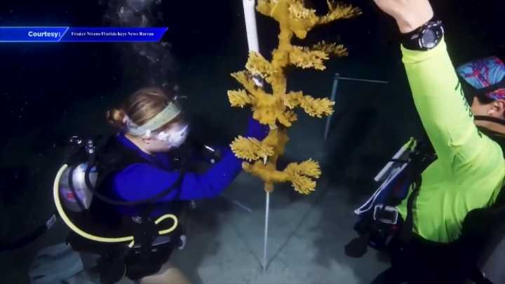 Marine biologist record coral spawning in the Keys 