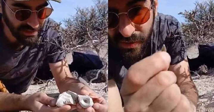 Dinosaurios en vivo: el streaming del Conicet en Río Negro lanzó un atractivo adelanto