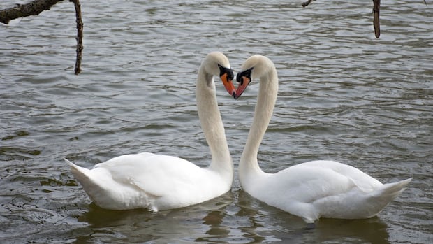 Iconic Stratford, Ont., swans go rogue from Avon River prompting city