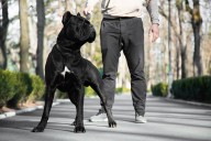 15 Guard Dog Breeds That Are Fiercely Devoted Forever