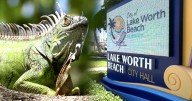 Lake Worth Beach residents are facing what they call an invasion of iguanas