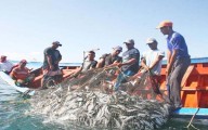 Pescadores celebran la riqueza de la Venezuela Azul con pesca de atún