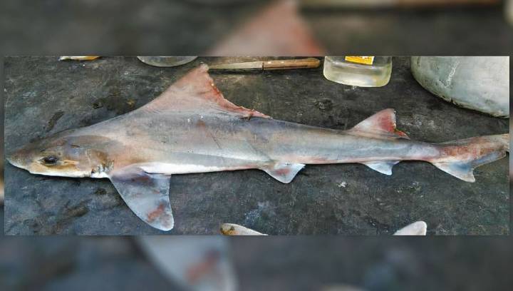 Long-Lost Sailback Houndshark Not Seen Since 1973 Rediscovered In Papua New Guinea