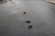 Denunciaron envenenamientos de palomas en calle Misiones de Paraná