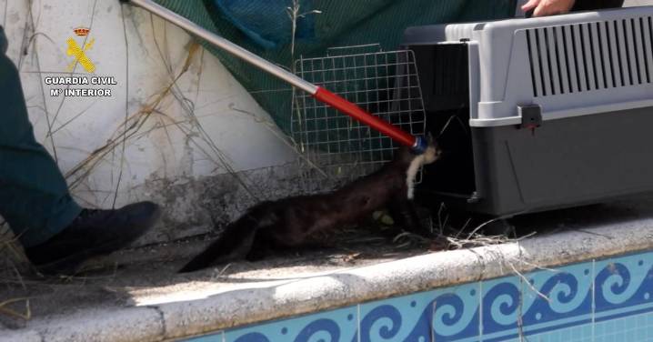 Rescatan a dos garduñas atrapadas en una piscina vacía en Jaén