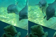 Golden Retriever Service Dog Has 'Purest Interaction' with Aquarium Dolphins (Exclusive)