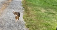 Drones help find dog with jar stuck on head in Pennsylvania