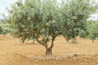 There are many ways to kill a tree. Here are tips for keeping yours alive