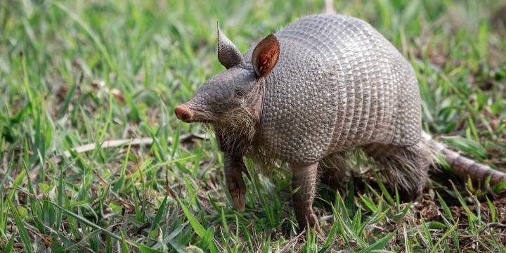 Armadillos are officially in Indiana