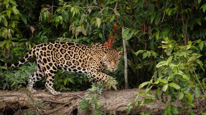 Formosa: la Justicia condenó a dos años de prisión a los cazadores furtivos del yaguareté