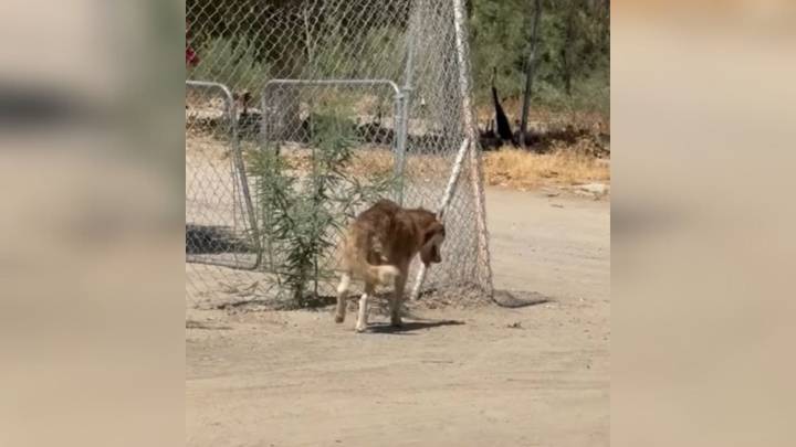 California Rescue Responds To Call About Injured Husky, Only To Encounter A Shocking Surprise