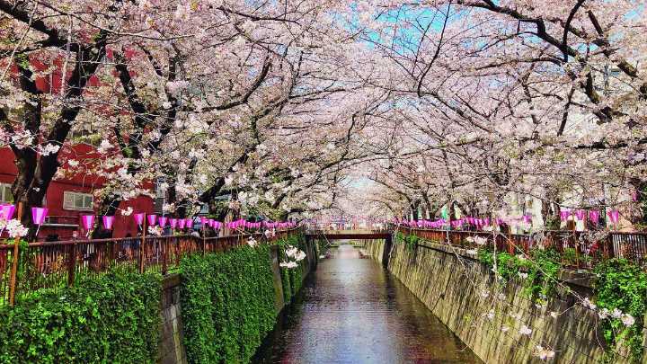 Corea del Sur y Japón: un itinerario mágico en la primavera del sakura