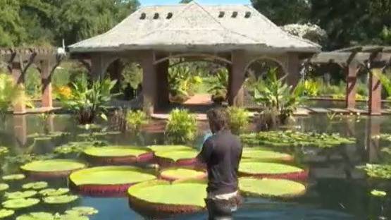 Huntsville Botanical Garden’s Giant Lily Pad takes 3rd in National Competition